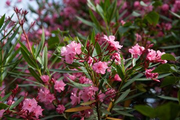 Blooming pink rhododendron in a park. Flower background
