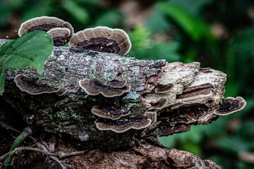 mushroom on the tree