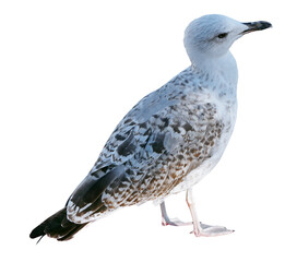 White and grey seagull