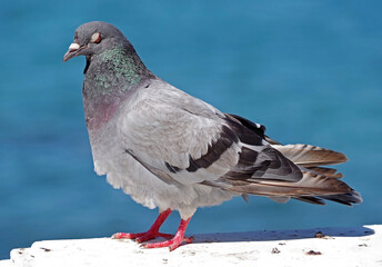portrait of a beautiful pigeon