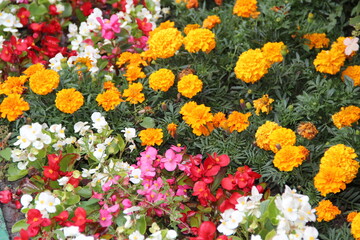Obraz premium Field of colorful bright flowers