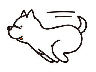 走る白い柴犬