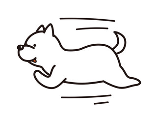 走る白い柴犬