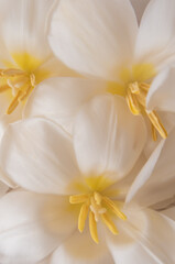 Obraz na płótnie Canvas Tulipanes blancos en flor 