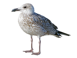 White and grey seagull