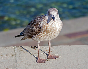 White and grey seagull