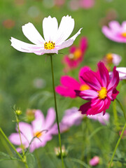 白とピンク色のコスモス風景
