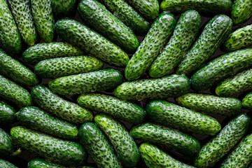 Fresh green cucumbers close up view. Vegetable background