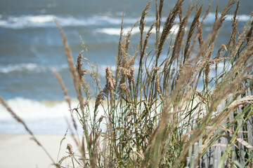 Obraz premium Delaware Bay Waves on Stormy Day through Beach Grass