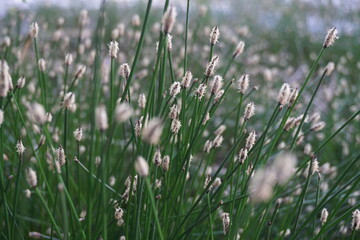 green grass in the wind