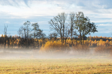A misty early morning on a golden straw field during autumn foliage in Estonian nature. 