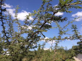 Native forest