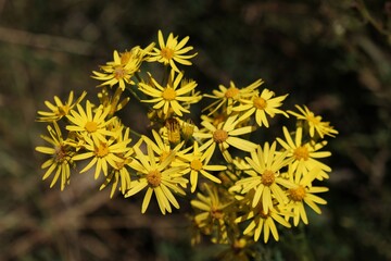 Yellow flowers of Jacobaea vulgaris. Common names: ragwort, common ragwort, stinking willie, tansy ragwort.