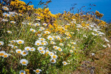 Along the customs officer’s path at the coast of Brittany, France 