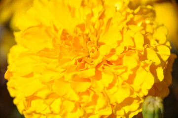 Yellow orange pattern yellow flower marigold closeup macro close up