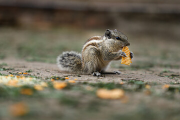 Indian palm squirrel or three-striped palm squirrel  eating chips