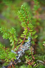 macro crowberry (Empetrum nigrum) at summer and sunny weather green background