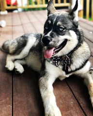 Agouti Husky