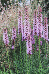 Obraz premium Vertical natural background with lilac panicles of flowers