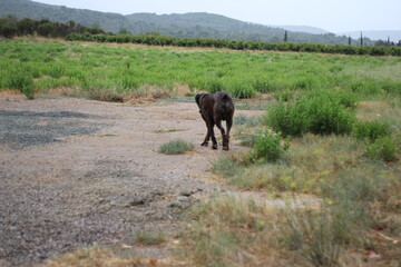 chien cane corso sous la pluie