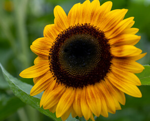 Fototapeta premium A closeup of a sunflower against a green leafy background