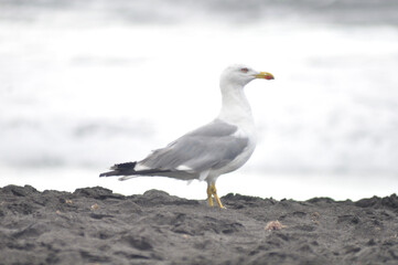 seagull resting on the beach