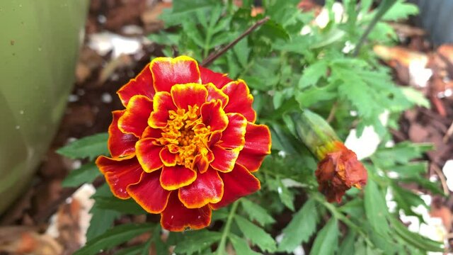 Blood orange and gold petals on the blossom flower of a blooming marigold garden decorative plant used for rabbit pest deterrence 