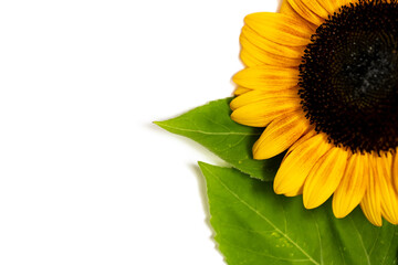A single sunflower against a white background