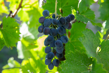 red grapes with green leaves