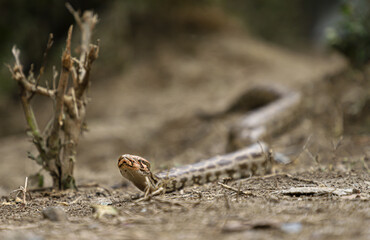 A python in the forest at Keoladeo Ghana National Park,bharatpur,rajasthan