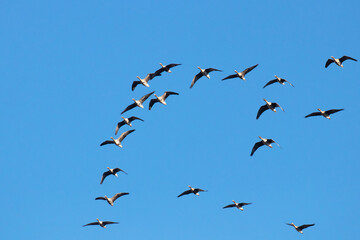 Small flock of Geese in the sky during a spring migration in Estonia, Northern Europe. 