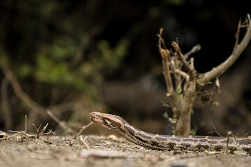 A python in the forest at Keoladeo Ghana National Park,bharatpur,rajasthan