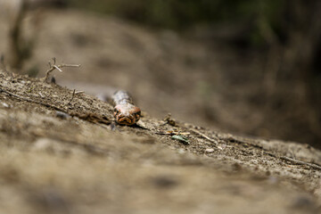 A python in the forest at Keoladeo Ghana National Park,bharatpur,rajasthan