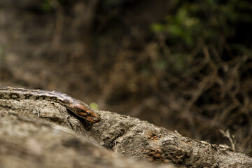 A python in the forest at Keoladeo Ghana National Park,bharatpur,rajasthan