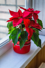 Pot with a Christmas poinsettia flower on the windowsill, blurred background.