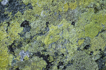 mosses and lichens on the stone
