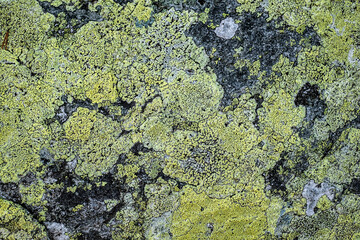 mosses and lichens on the stone