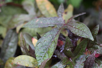 feuille mouillé rosée