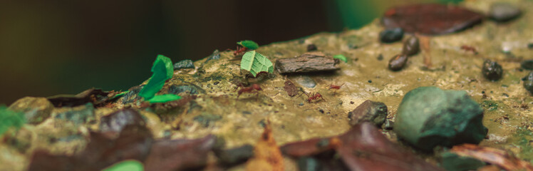 tour of manuel antonio national park in costa Rica 