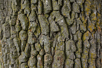 Embossed texture of oak bark. Old tree trunk close-up. Surface with natural bark patterns. Natural wood background.