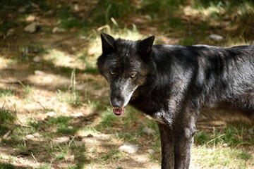 Loup