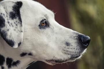 Portrait of a dalmatian dog