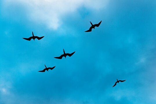 A group of five Magnificent Frigate Birds (frigata magnificens) flying high against a blue sky, Galapagos Islands national park, Ecuador.