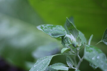 feuille sous la pluie