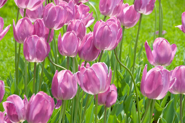 Tulipanes en el parque Gulhane de Estambul, Turquía