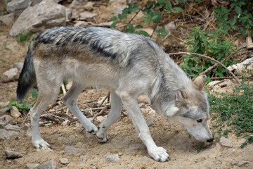 Fototapeta premium Loup