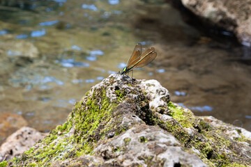 dragonfly on rock