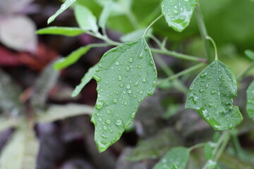 feuille humide