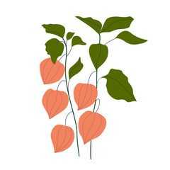 Set of bright autumn leaves - physalis, in vector graphics on a white background. For the design of postcards, posters, prints for covers, mugs, T-shirts, bags, wrapping paper