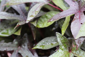 feuille mouillé rosée